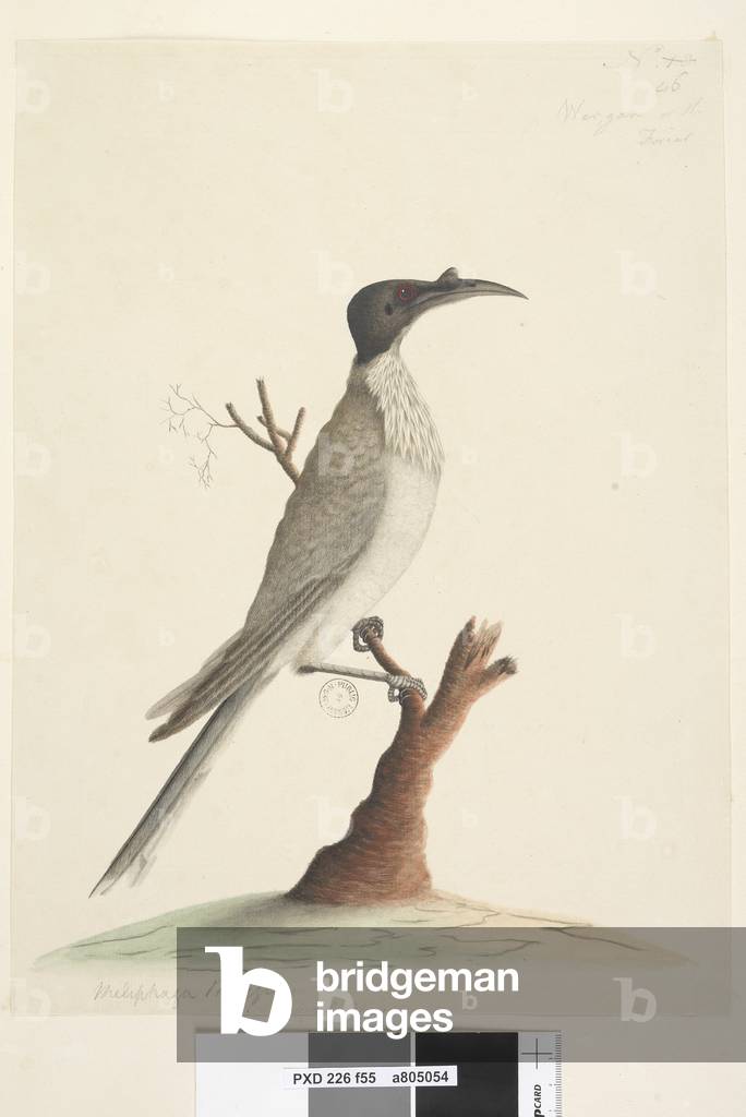 Page 55. Wer,gan or the Friar. at lower left in a different hand Meliphaga Phrygia. at lower centre in a third hand Natural size Noisy Friarbird Philemon corniculatus, 1791-92 (w/c)