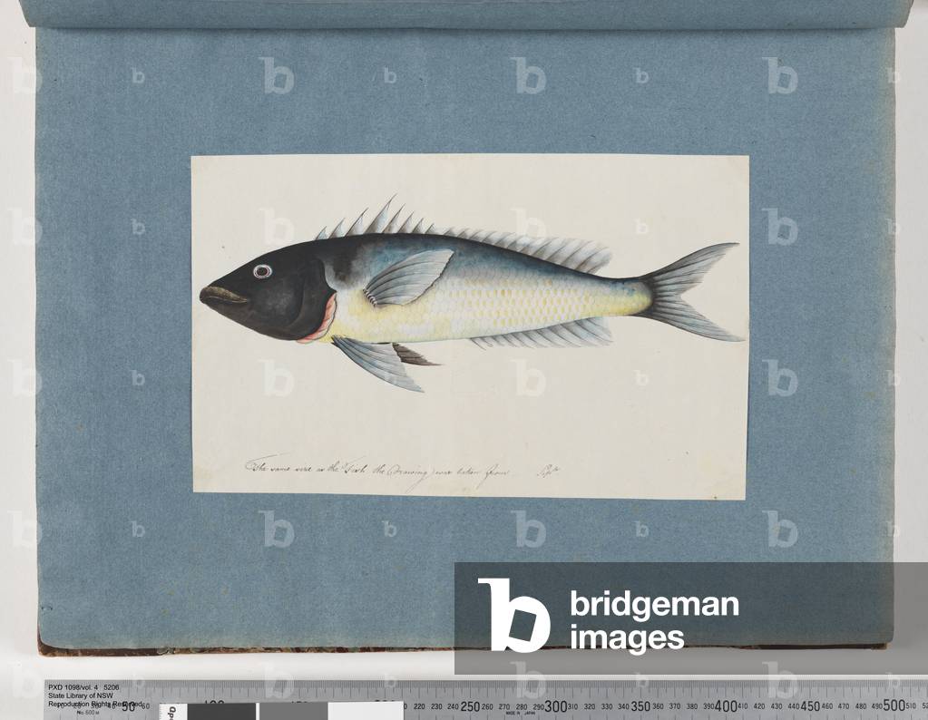 Page 17. Unidentified fish (w/c on paper)