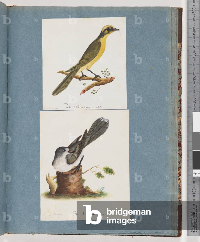 Page 101. Yellow-tufted Honeyeater. 102. Unidentified Bird (w/c on paper)