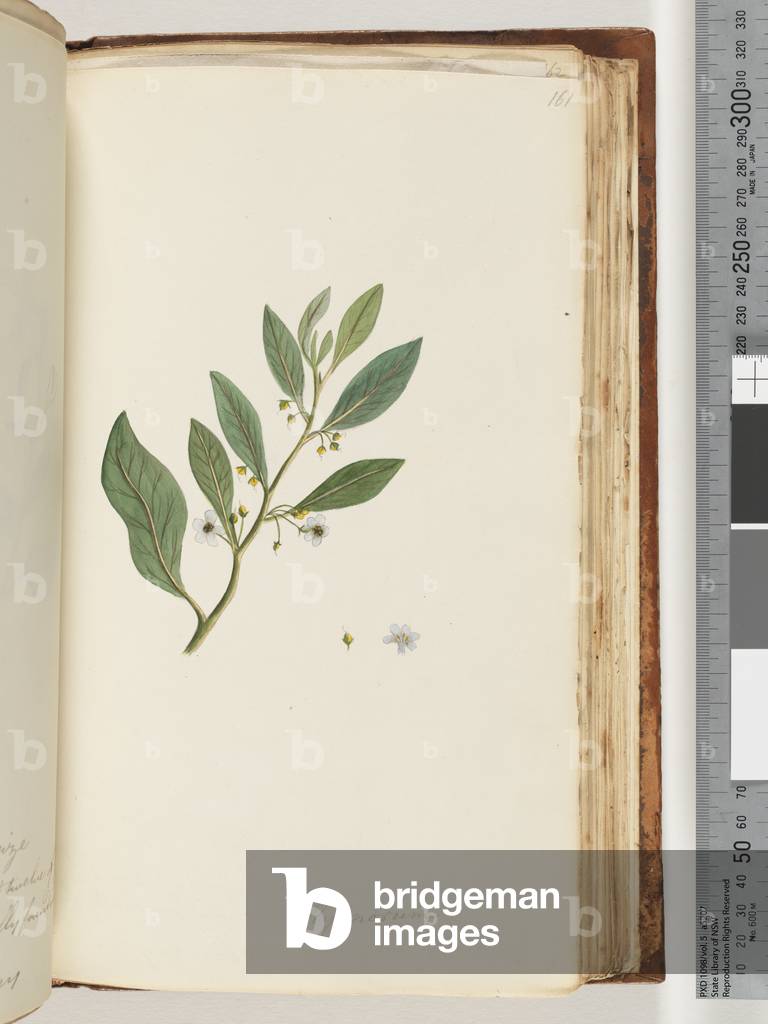 Page 161. Myoporum (w/c)