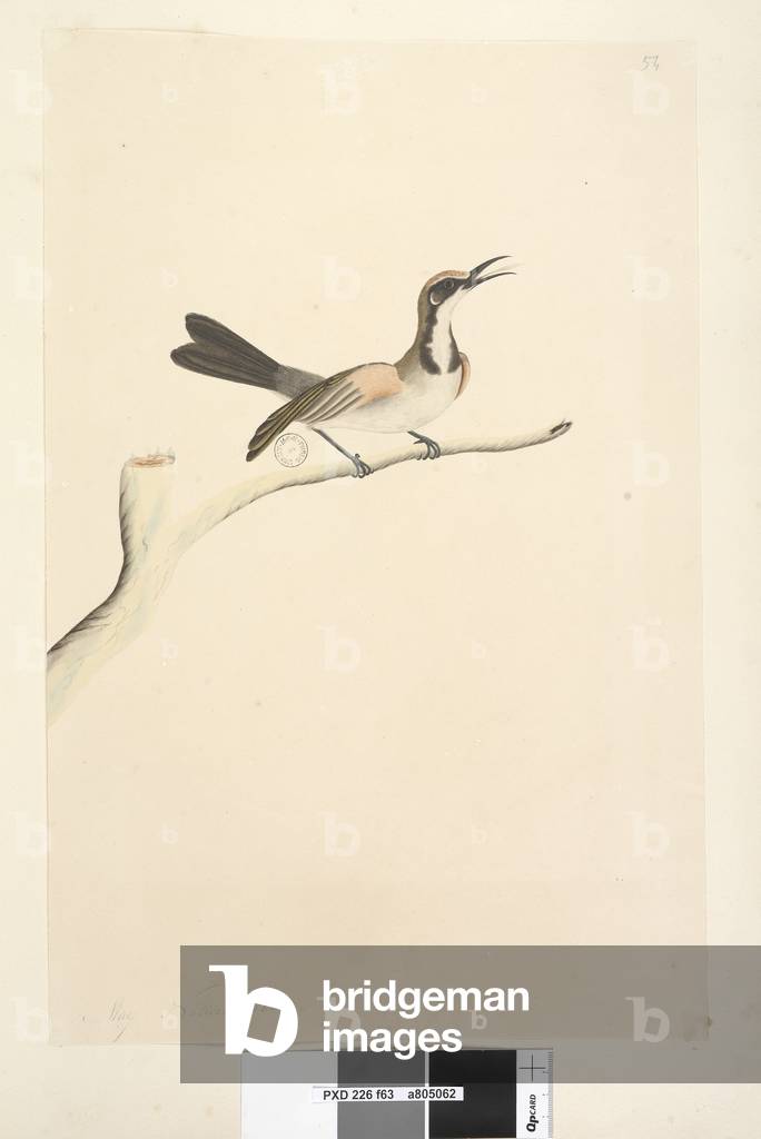 Page 63. May. Natural size Tawny Crowned Honeyeater Phylidonyris melanops, 1791-92 (w/c)