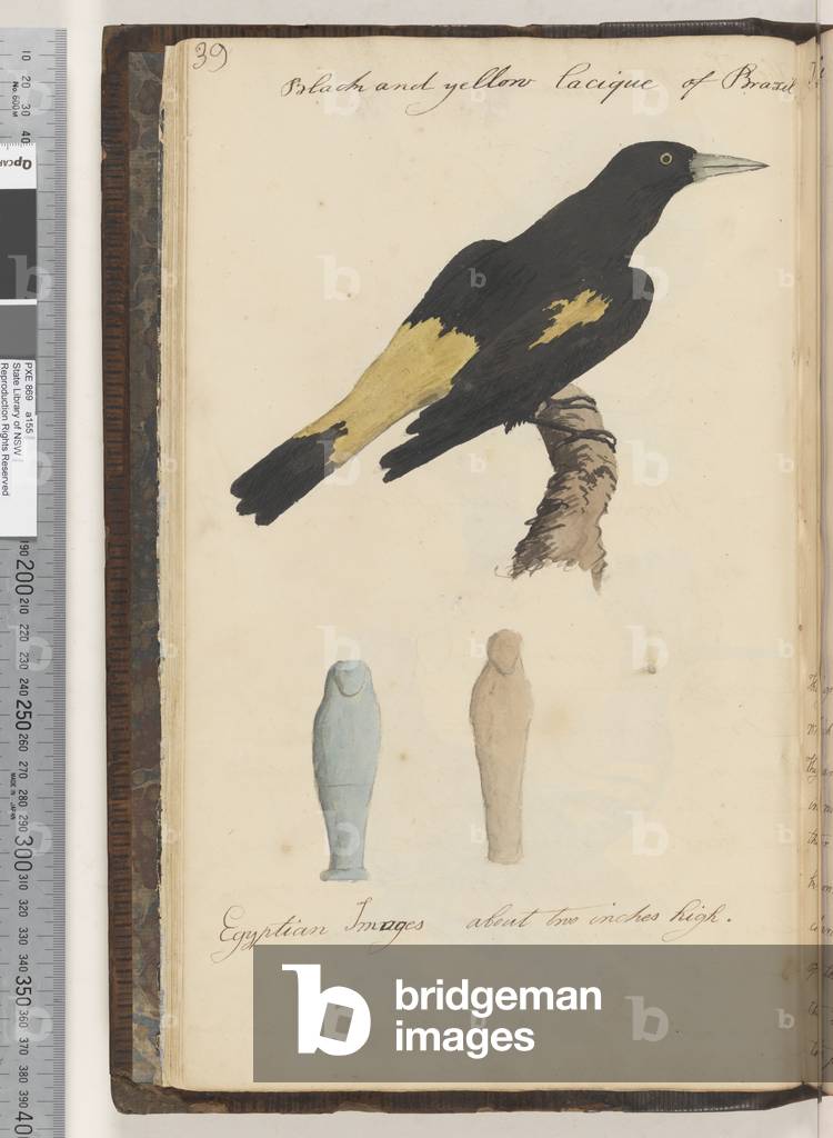 Page 39. Black and yellow Lacique of Brazil; Egyptian images 2 drawings, 1810-17 (w/c & manuscript text)