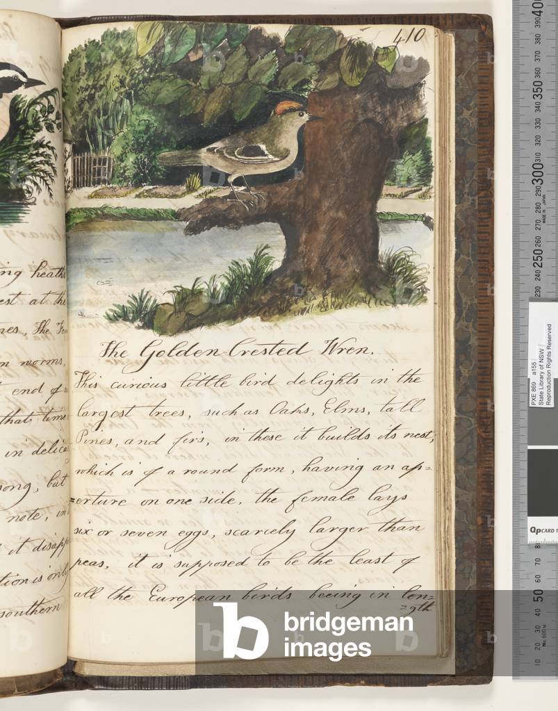 Page 410. The Golden Crested Wren, 1810-17 (w/c & manuscript text)