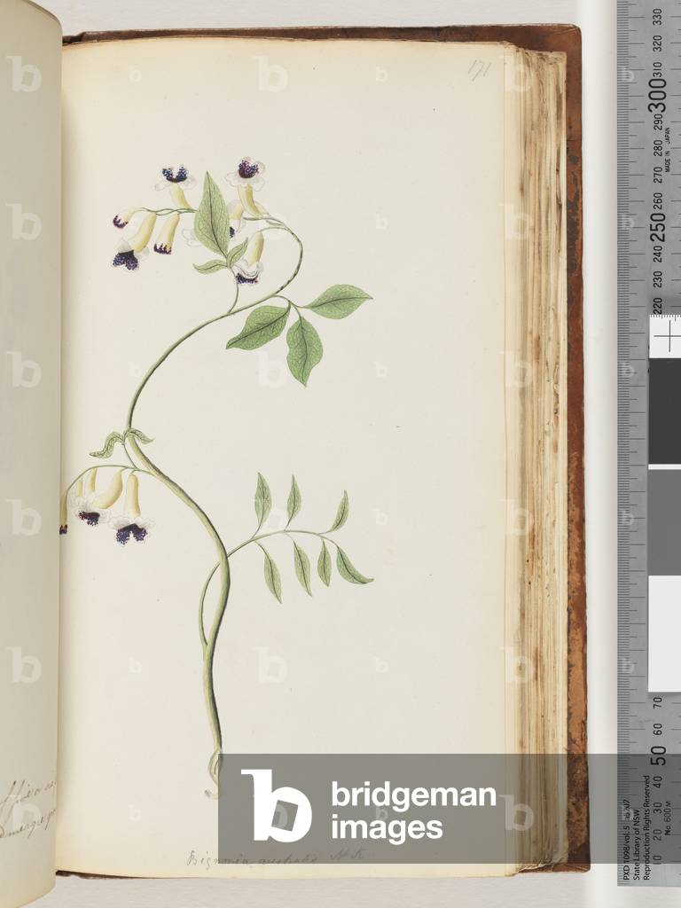 Page 171. Bignonia australis H.K (w/c)