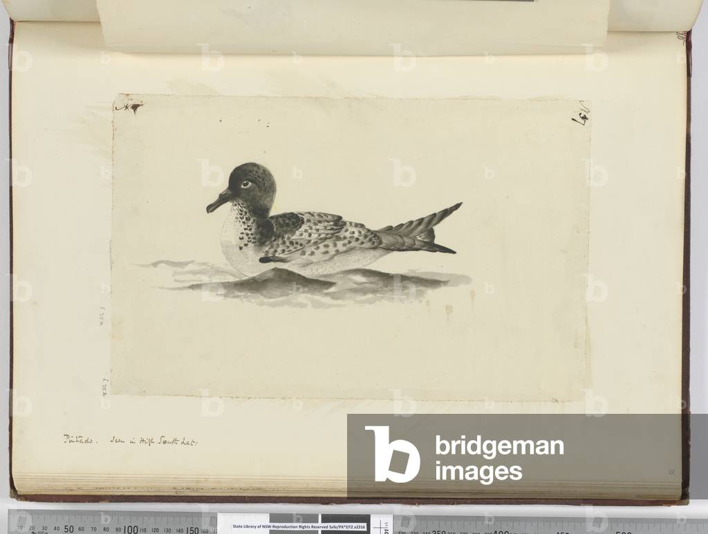 F.37b Pintado. Seen in high south lat., 1772-75 (w/c)