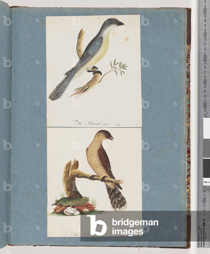 Page 138. Unidentified Bird. 139. Unidentified Bird (w/c on paper)