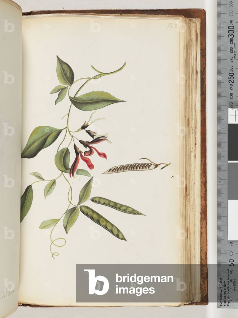 Page 182. Unidentified plant (w/c)