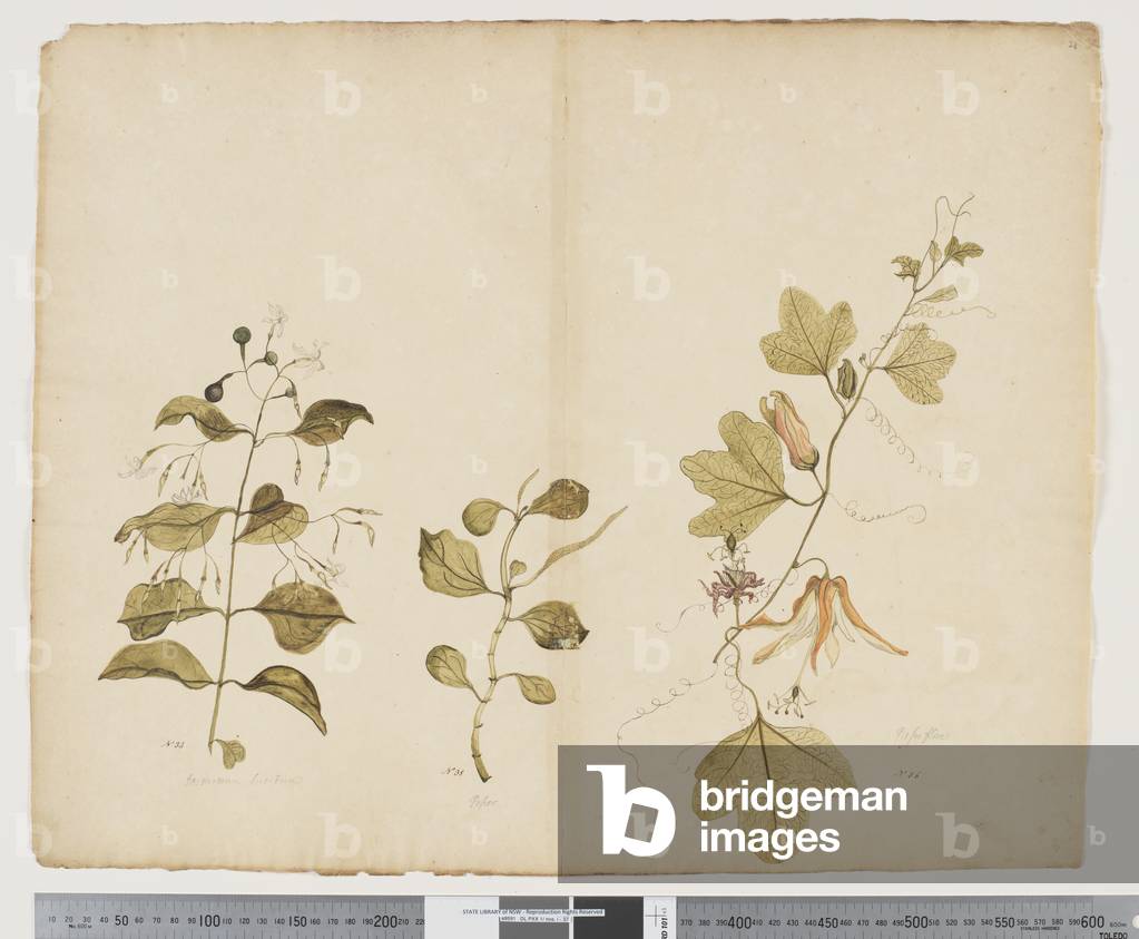 F.23 Jasminum volubile; Peperomia urvilleana; Passiflora adiantum, c.1790-95 (w/c & ink on paper)