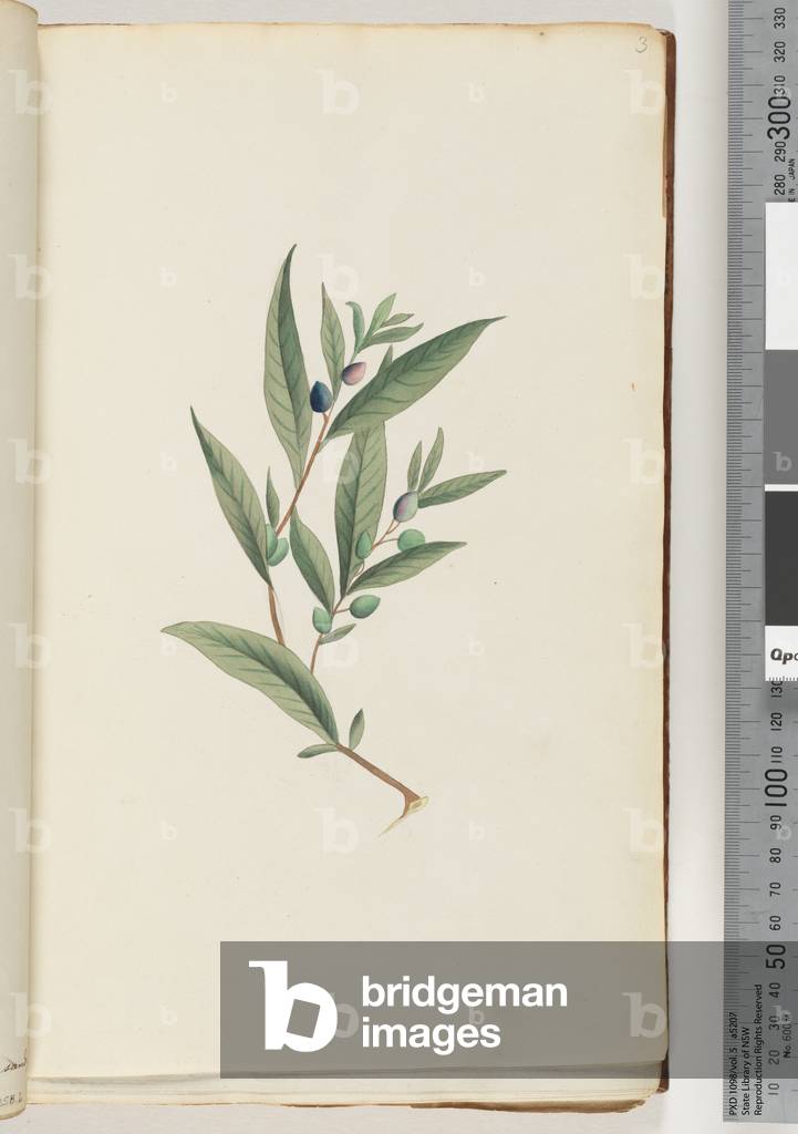 Page 3. Unidentified plant (w/c)