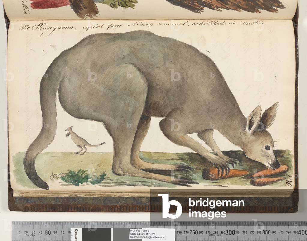 Page 290. The Kanguroo, copied from a living animal, exhibited in Dublin, 1810-17 (w/c & manuscript text)
