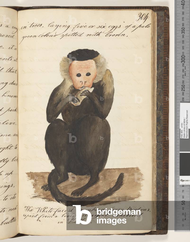 Page 304. The Whitefaced Monkey, from Madras, copied from a living Animal exhibited in Dublin, 1810-17 (w/c & manuscript text)