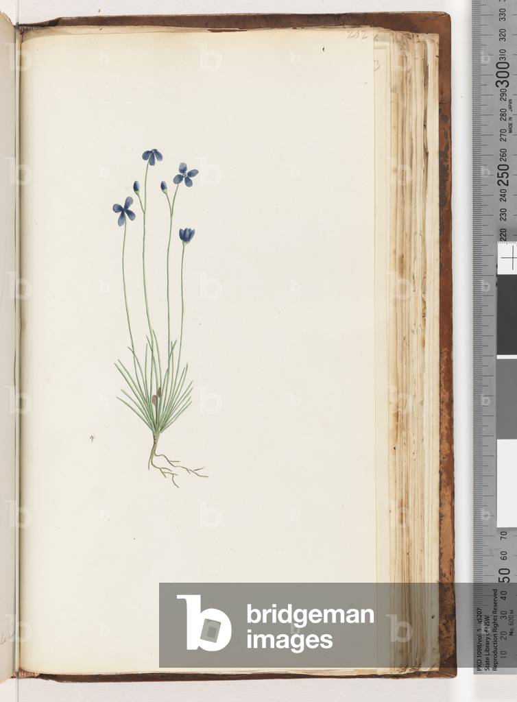 Page 202.  Unidentified plant (w/c)