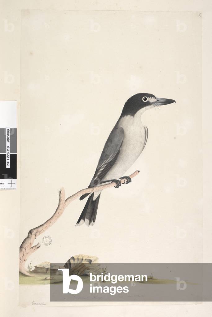 Page 10. Vanga. at lower centre in different hand Natural size, iris doubtfull Grey Butcher, Bird Cracticus torquatis male, 1791-92 (w/c)