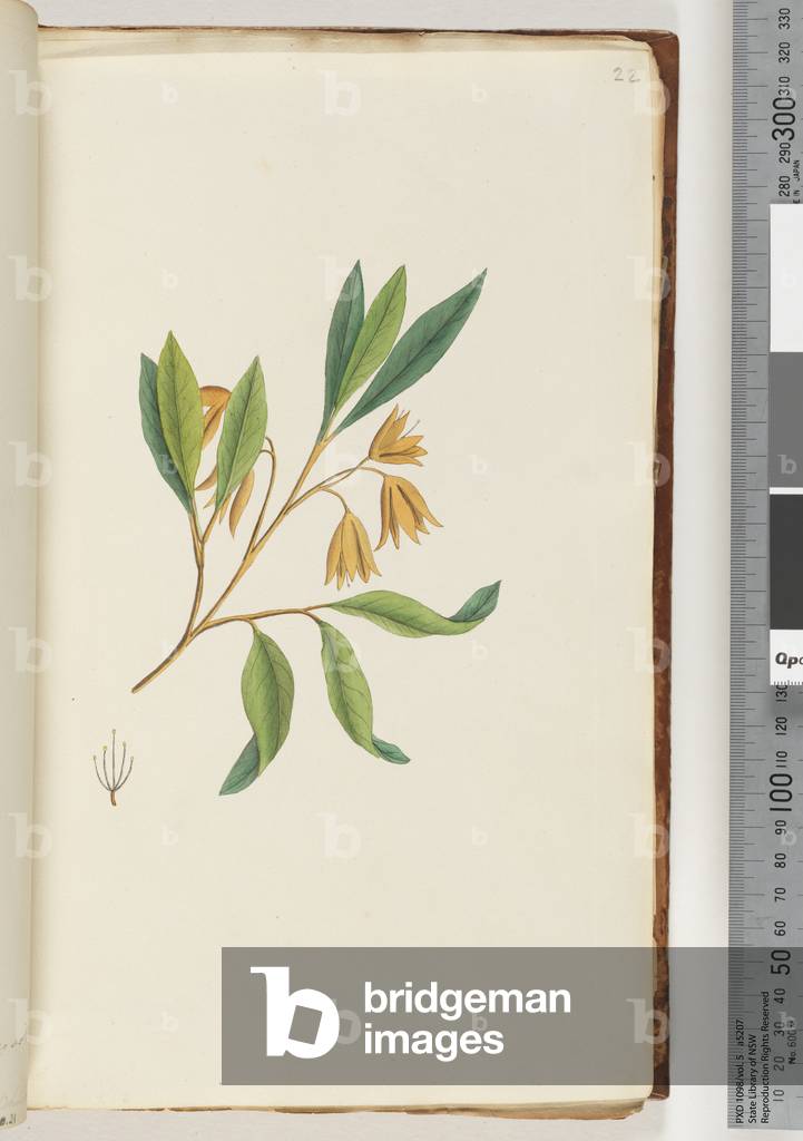 Page 22.  Unidentified plant (w/c)