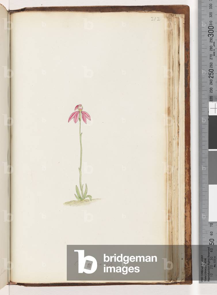 Page 212. Caladenia sp (w/c)