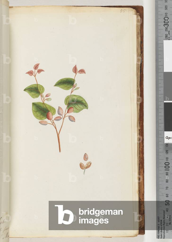 Page 55.  Unidentified plant (w/c)