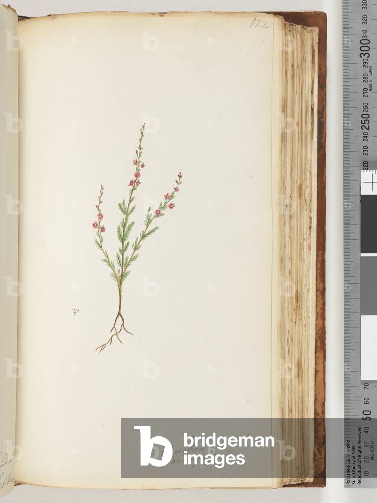 Page 122. Baeckea densifolia, possibly (w/c)