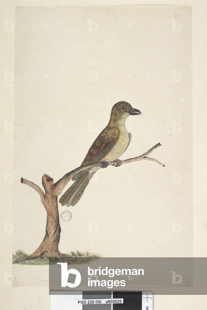 Page 30. ...? Norfolk Island Blackbird? Aplonis fuscus, female, 1791-92 (w/c)