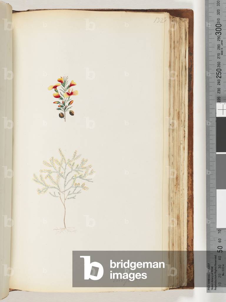 Page 132. Ericifolia (w/c)