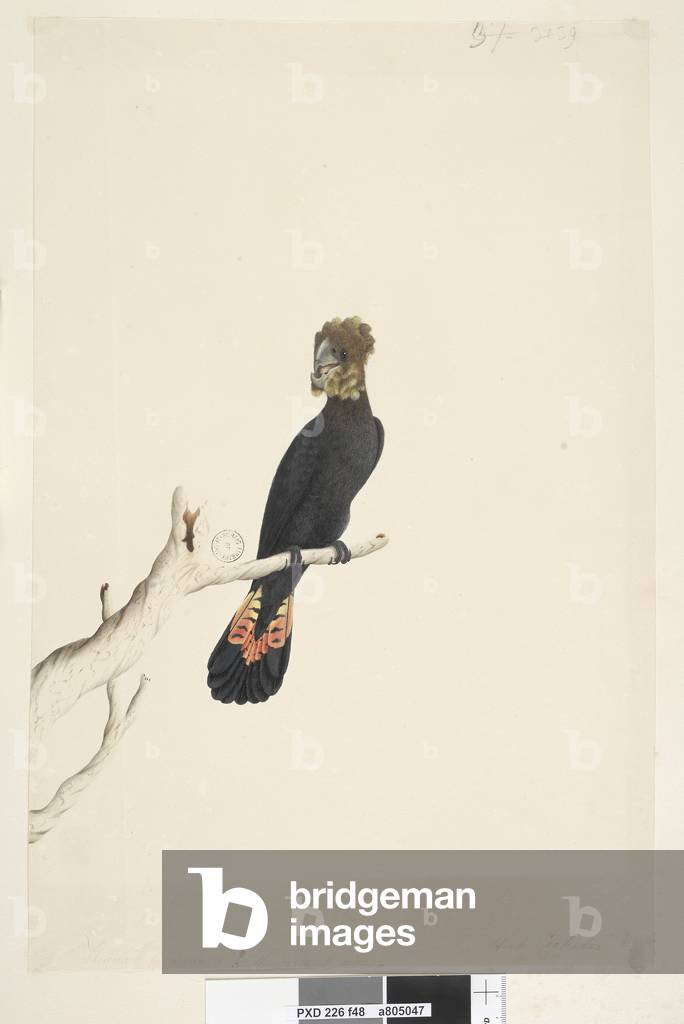 Page 48. Black Cockatoo. at lower left in different hand Reduced by scale to 1/3 the natural size. Glossy Black Cockatoo Calyptorhynchus lathami, female, 1791-92 (w/c)