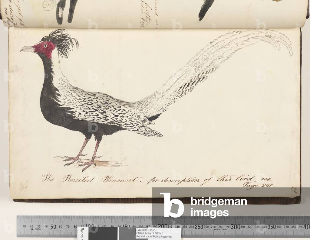 Page 21. The Penciled Pheasant, 1810-17 (w/c & manuscript text)