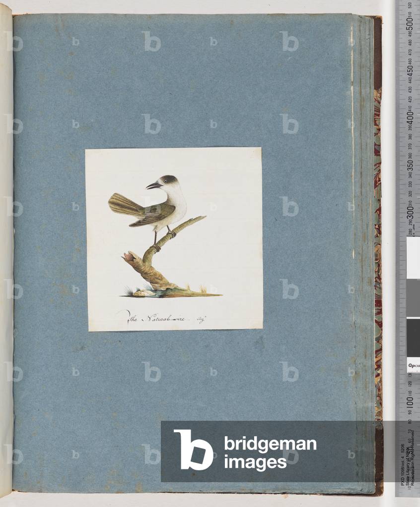 Page 93. Unidentified bird (w/c on paper)