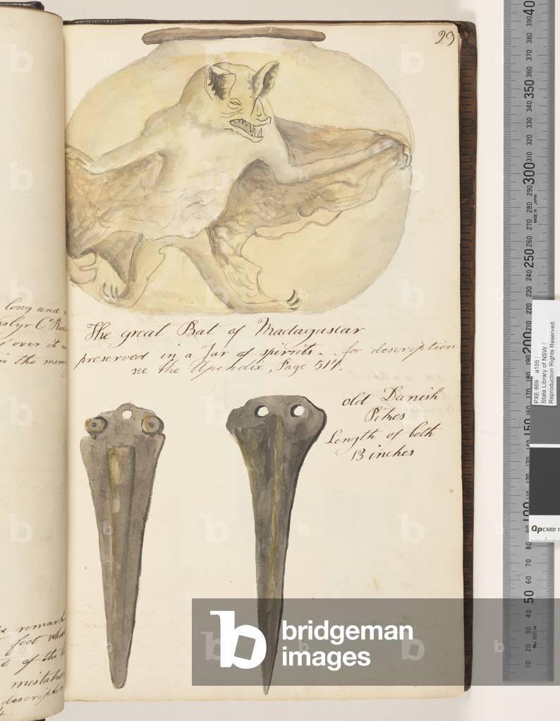 Page 29. The Great Bat of Madagascar preserved in a jar of spirits; old Danish Pikes two drawings, 1810-17 (w/c & manuscript text)