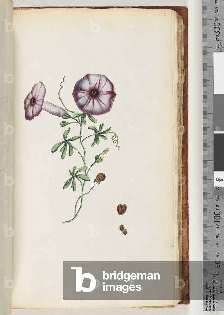 Page 63. Convolvulus (w/c)