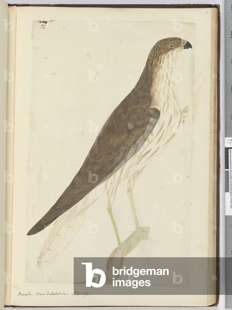F.32 Hawk. New Caledonia. (Sept. 1774), 1772-75 (w/c)