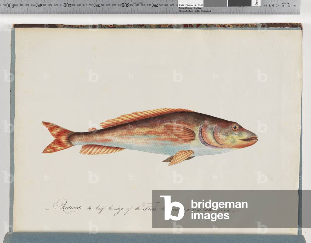 Page 29. Unidentified fish (w/c on paper)