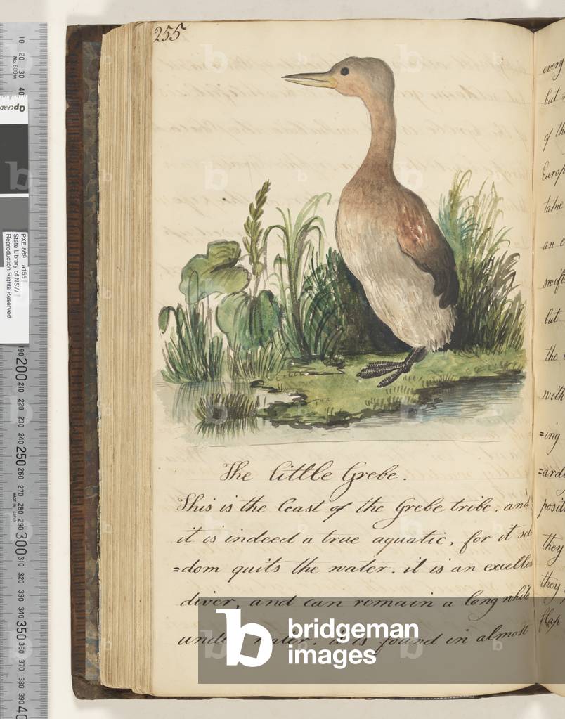Page 255. The Little Grebe, 1810-17 (w/c & manuscript text)