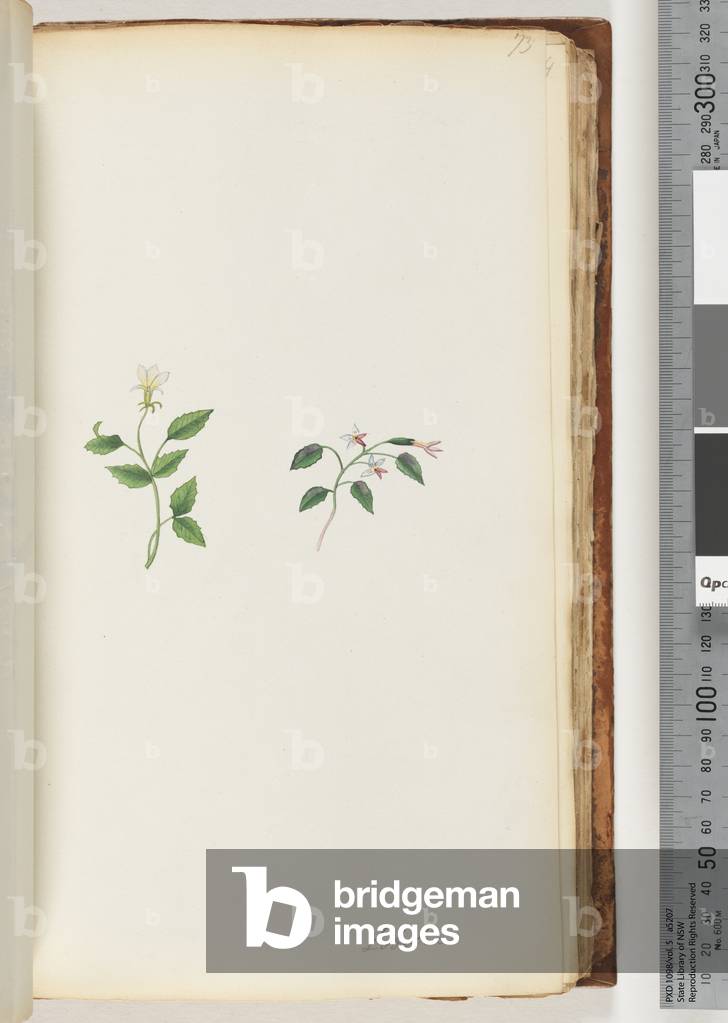 Page 73. Lobelia (w/c)