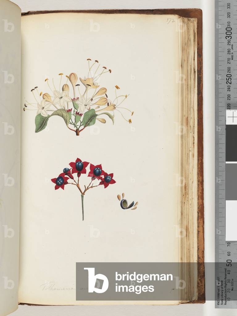 Page 172. Volkameria scandens / The Cumberland Tree (Watling 439/374) (w/c)