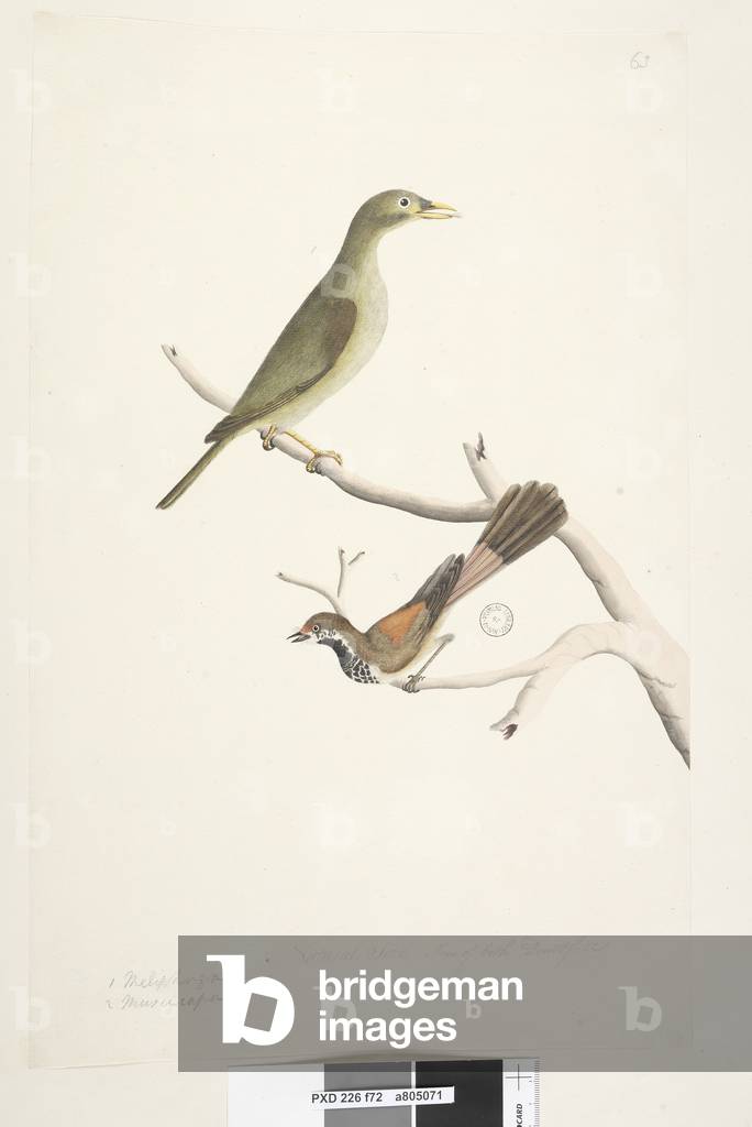 Page 72. 1. Meliphaga. 2. Muscicapa. Natural size. Iris of both doubtfull. Bell Miner Manorina melanophrys and Rhipidura rufifrons, 1791-92 (w/c)