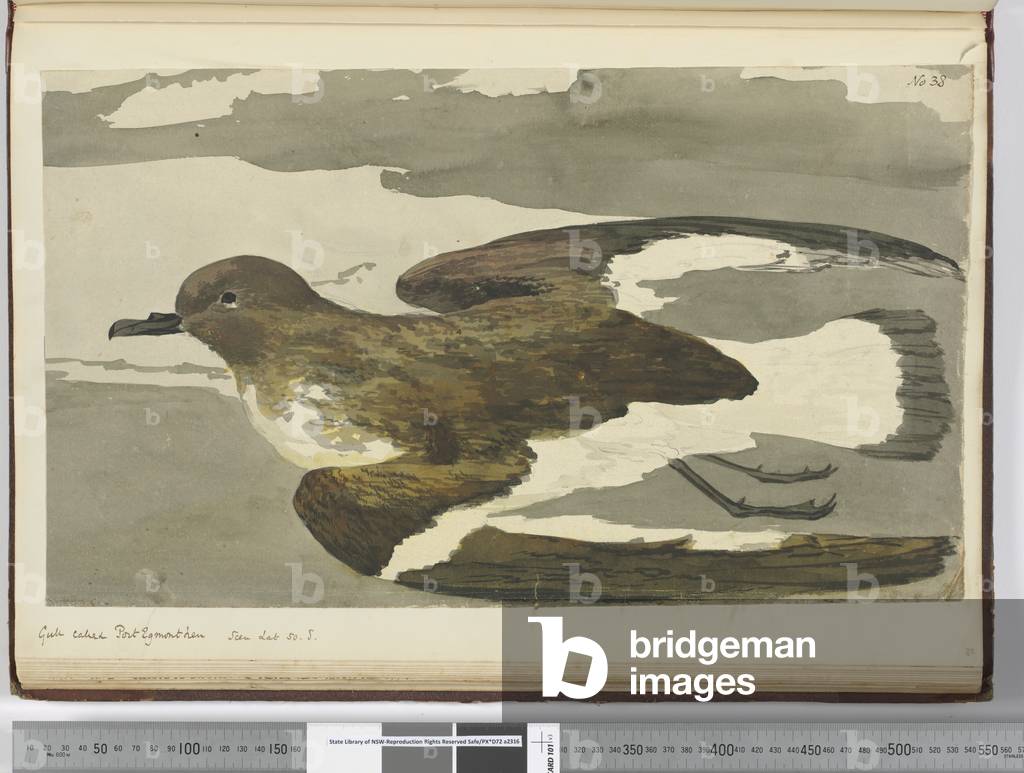F.38 Gull called Port Egmont hen. Seen lat. 50 S., 1772-75 (w/c)