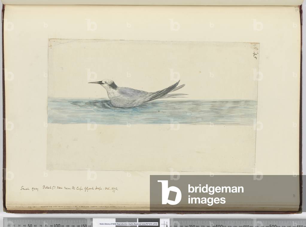 F.45 Small grey petrel(?) seen near the Cape of Good Hope. Oct. 1772, 1772-75 (w/c)