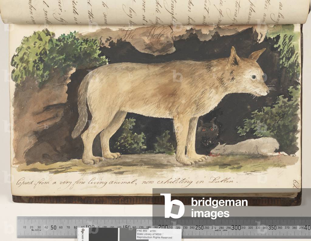 Page 62. The Wolf. Copied from a very fine living animal, now exhibiting in Dublin, 1810-17 (w/c & manuscript text)