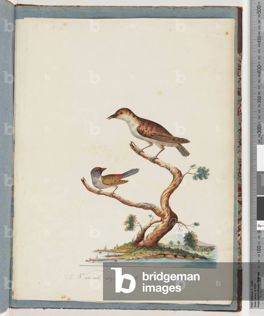 Page 140. 1. Unidentified Bird. 2. Red-browed Finch (w/c on paper)