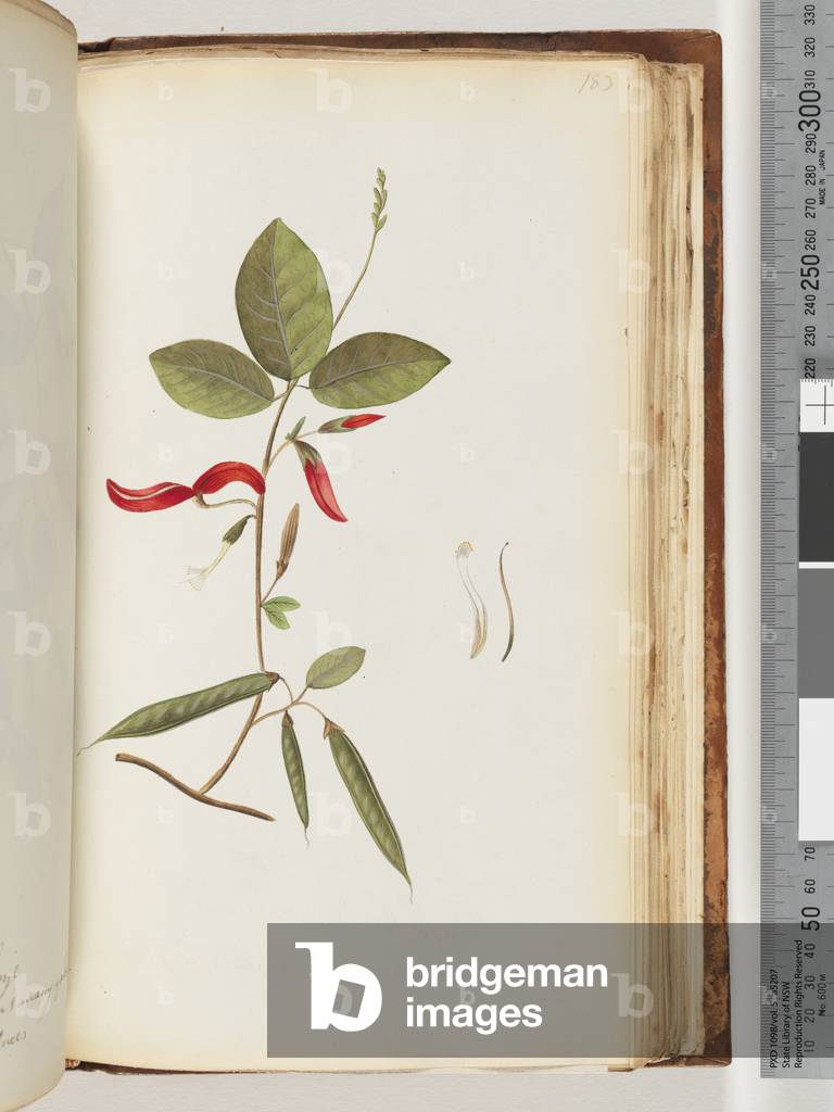 Page 183. Unidentified plants (w/c)