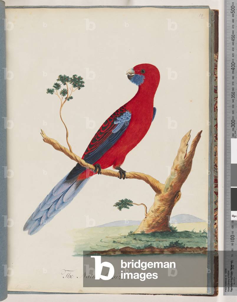Page 46. Crimson Rosella. Pennantian Parrot (w/c on paper)
