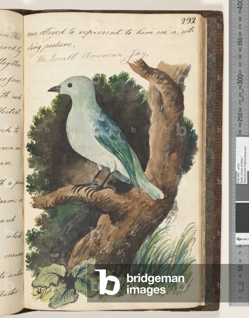 Page 292. The Small American Jay, 1810-17 (w/c & manuscript text)