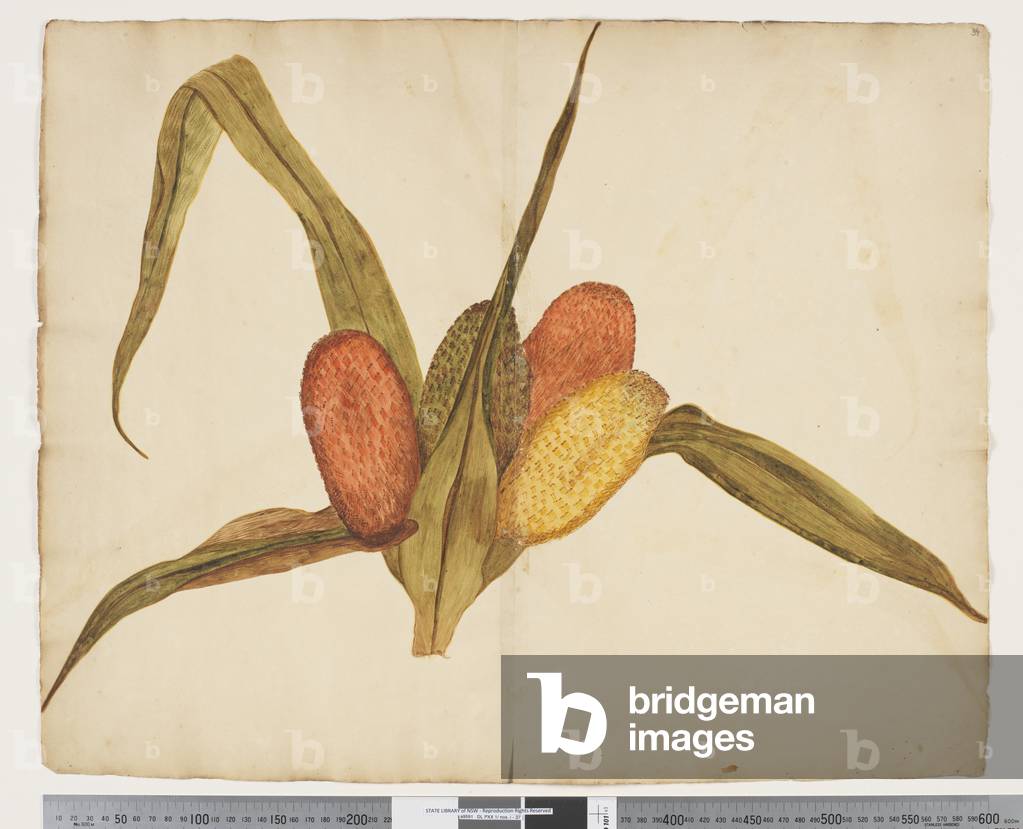F.34 Freycinetia baueriana, c.1790-95 (w/c & ink on paper)