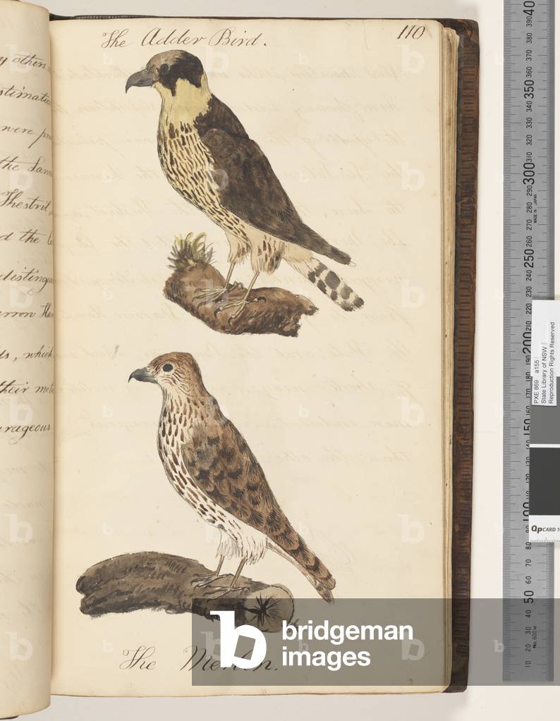 Page 110. The Adder Bird; the Merlin, 1810-17 (w/c & manuscript text)