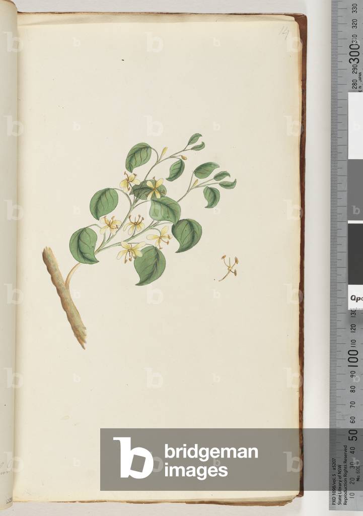 Page 14. Unidentified plant (w/c)