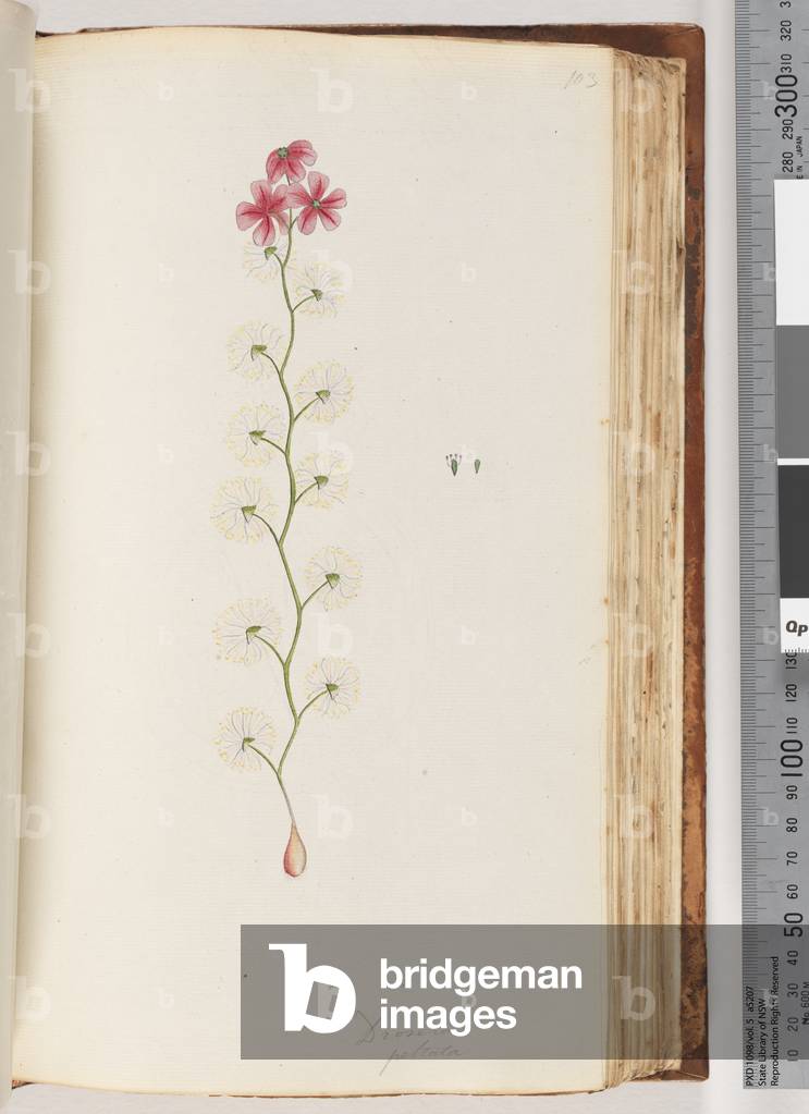 Page 103. Drosera peltata (w/c)