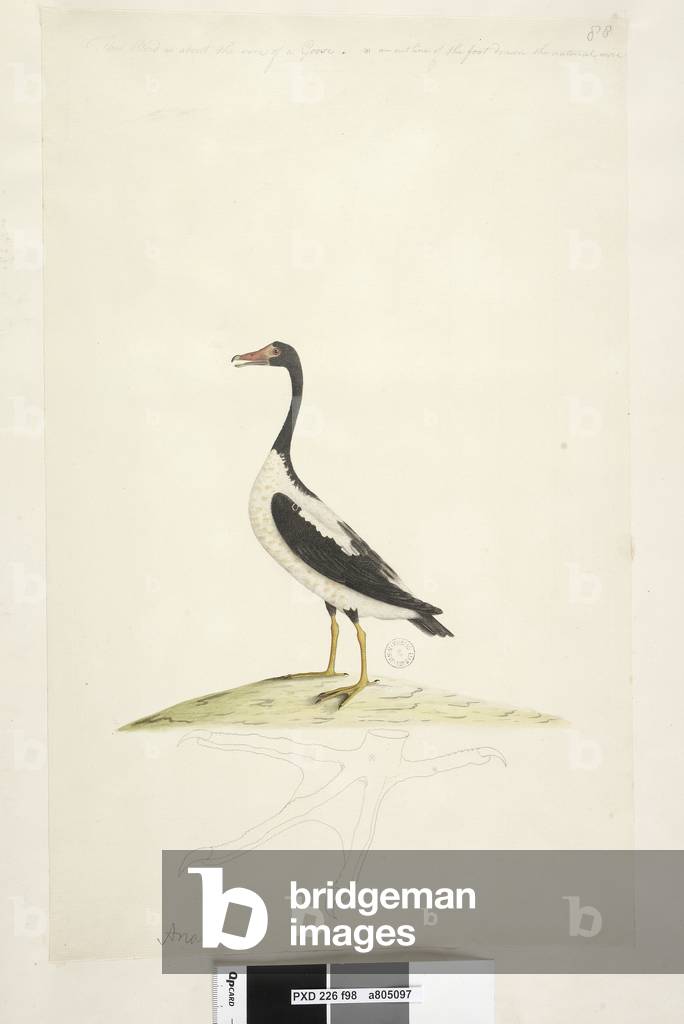 Page 98. Anas. along upper edge in different hand This bird is about the size of a goose. Below is an outline of the foot drawn the natural size Pied Goose Anseranas semipalmata, 1791-92 (w/c)