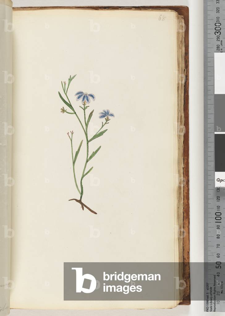 Page 68. Unidentified plant (w/c)