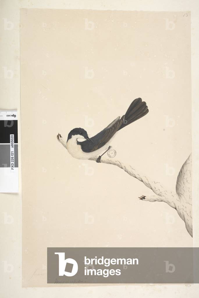 Page 21. Musciopa. above title in different hand June. Natural size Restless Flycatcher Myragra inquieta Seisura inquieta, 1791-92 (w/c)