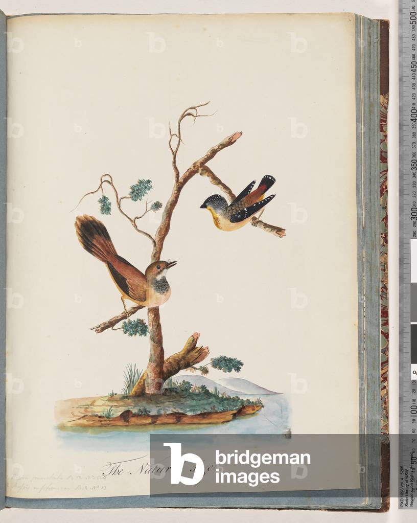 Page 72. 1. Spotted Pardalote. Pipra punctata 2. Unidentified bird. Muscicapa rufifrom (w/c on paper)
