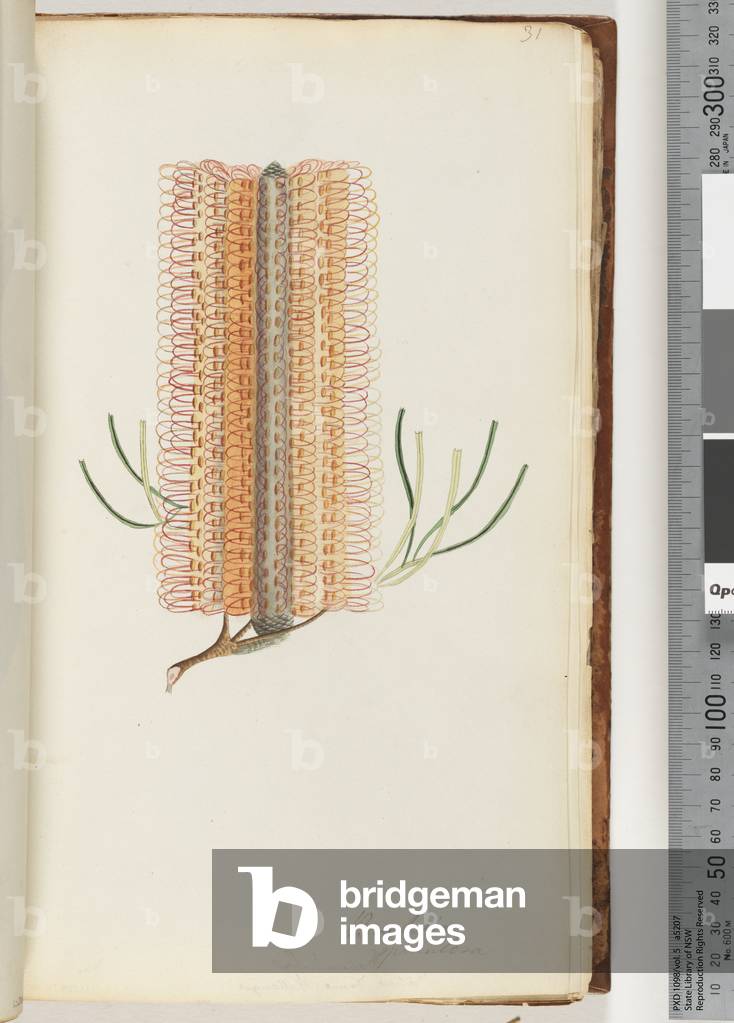 Page 31. Banksia spinulosa / Hairpin Banksia (w/c)